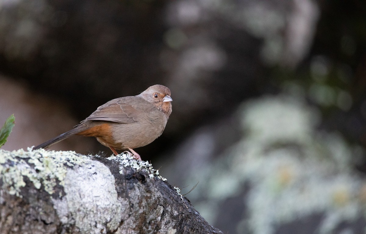 California Towhee - ML622078865