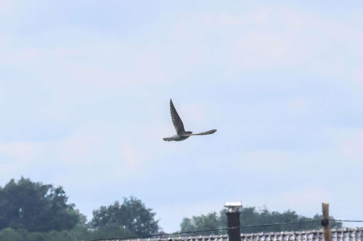 Common Cuckoo - ML622078878