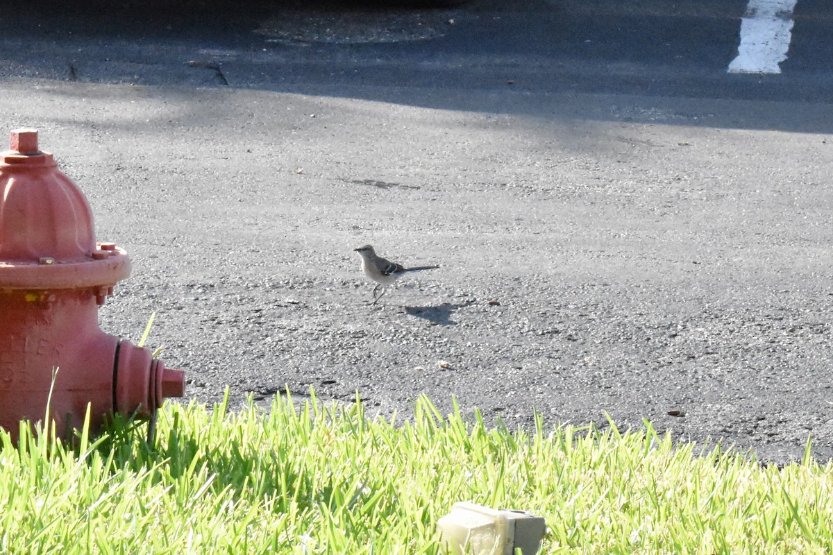 Northern Mockingbird - ML622078883