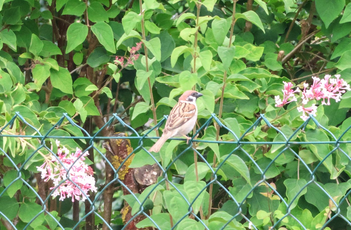 Eurasian Tree Sparrow - ML622078898