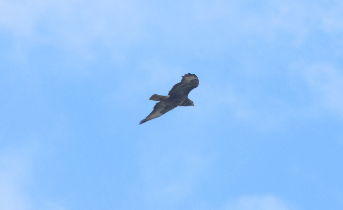 Common Buzzard - ML622078903