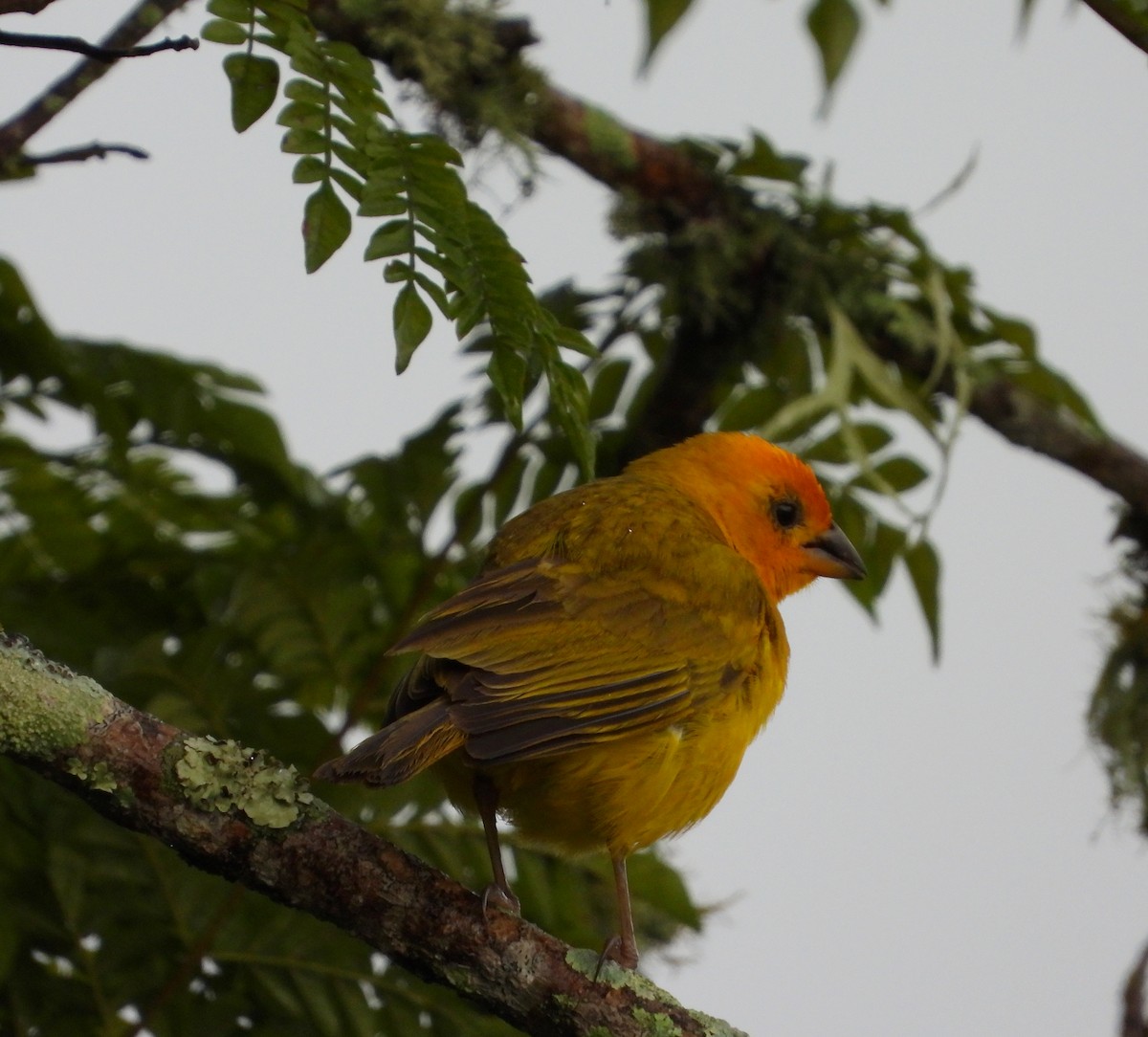 Saffron Finch - ML622078924