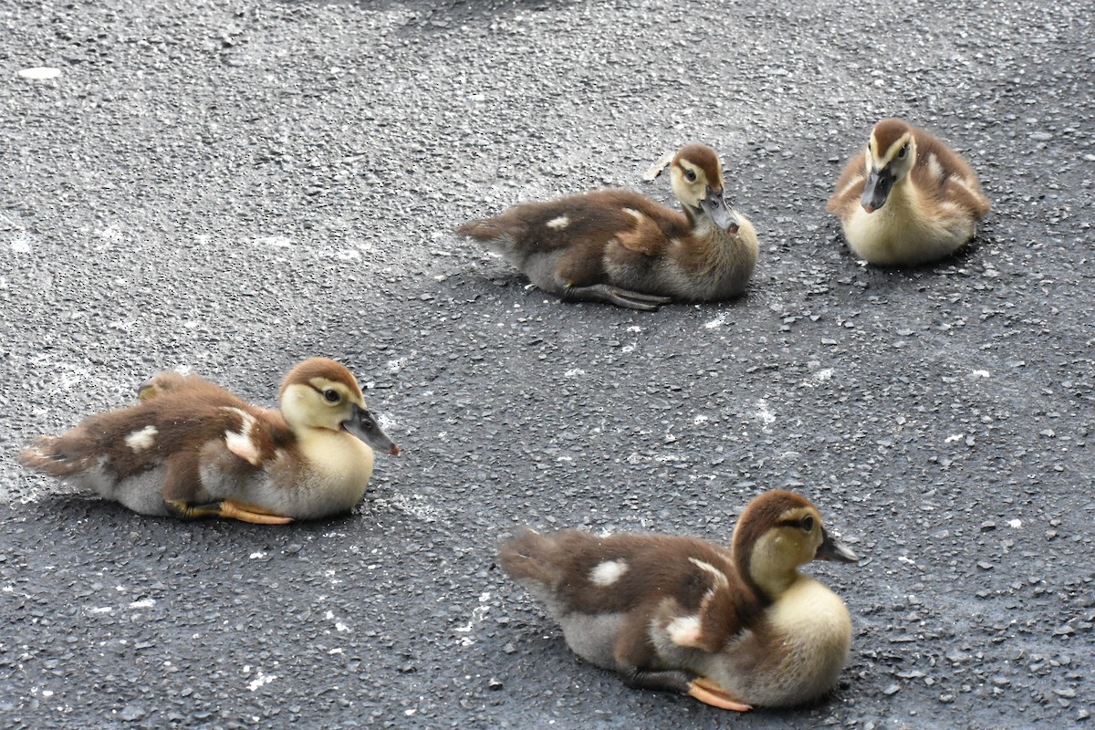 Muscovy Duck (Domestic type) - ML622078925