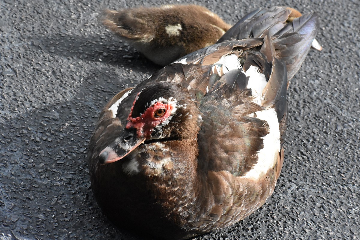 Muscovy Duck (Domestic type) - ML622078927