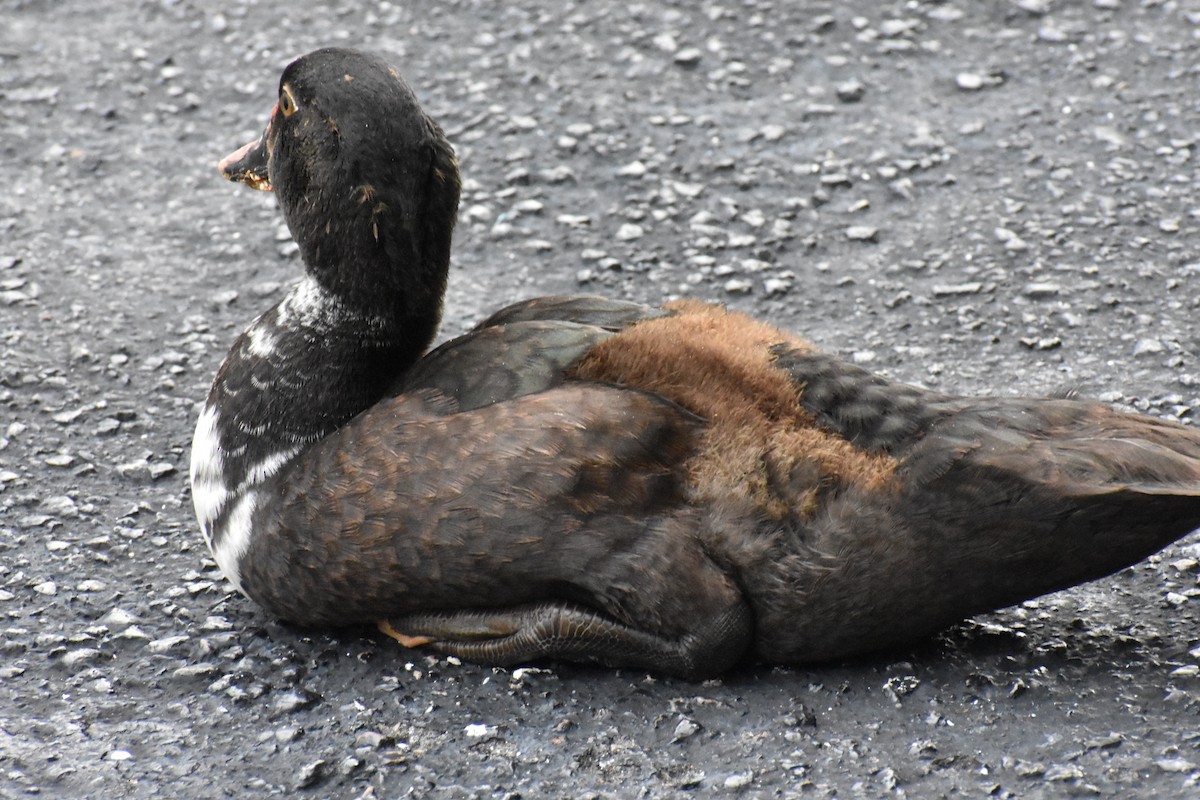 Muscovy Duck (Domestic type) - Katy Banning