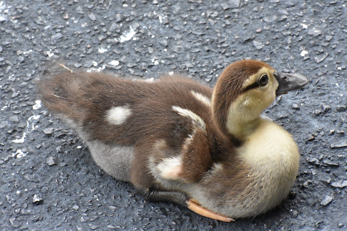 Muscovy Duck (Domestic type) - Katy Banning