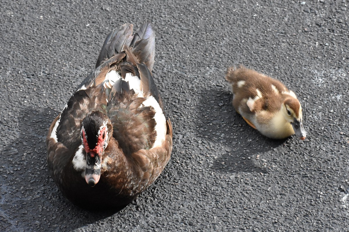 Muscovy Duck (Domestic type) - ML622078930