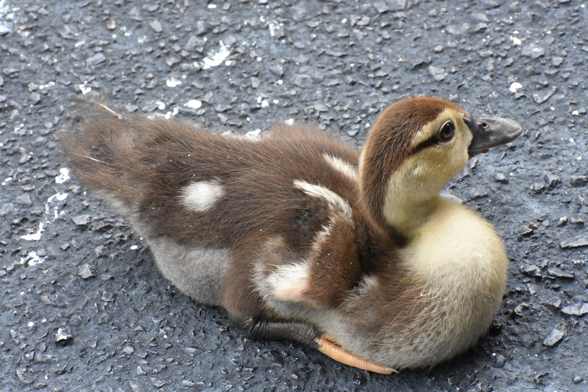 Muscovy Duck (Domestic type) - ML622078931