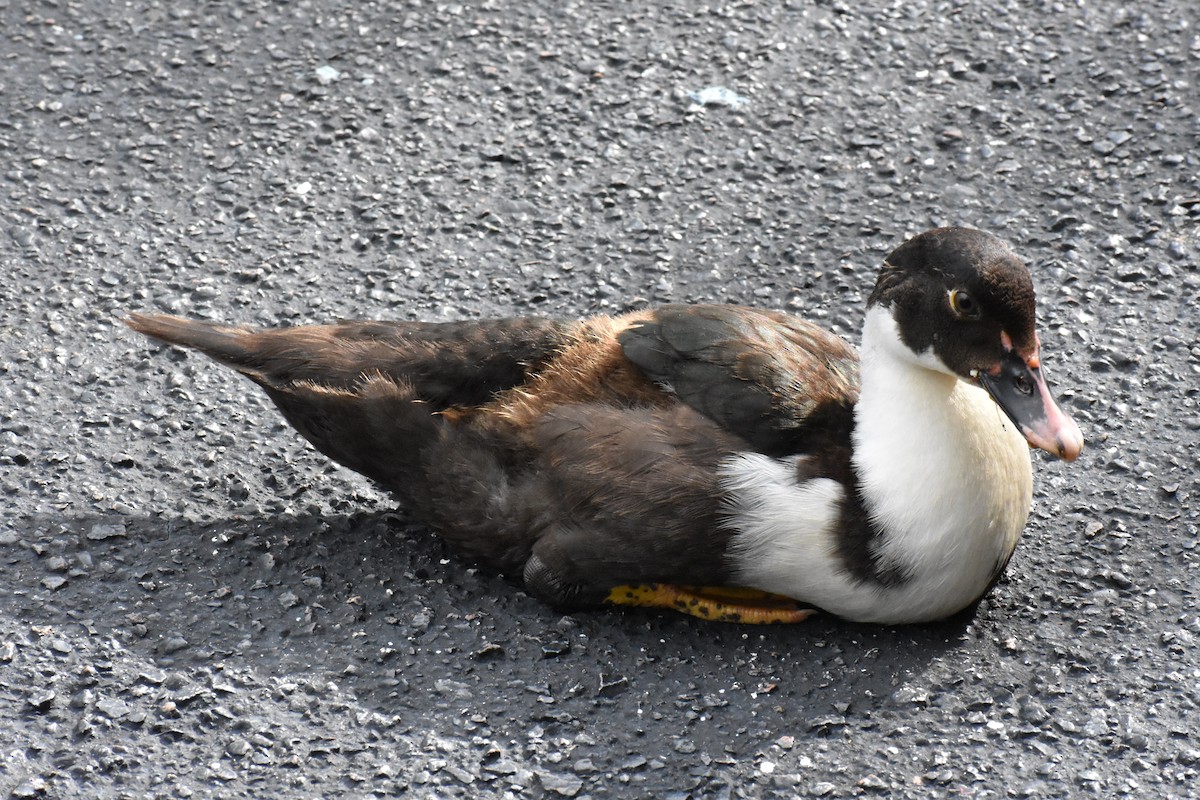 Muscovy Duck (Domestic type) - ML622078932