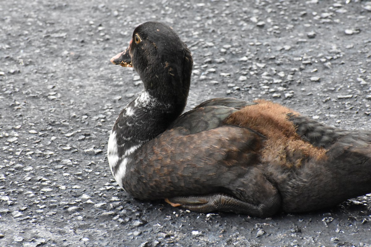 Muscovy Duck (Domestic type) - ML622078933