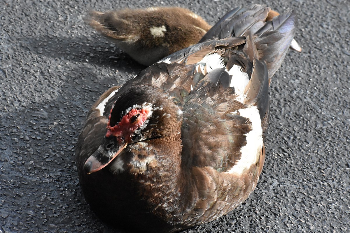 Muscovy Duck (Domestic type) - ML622078934