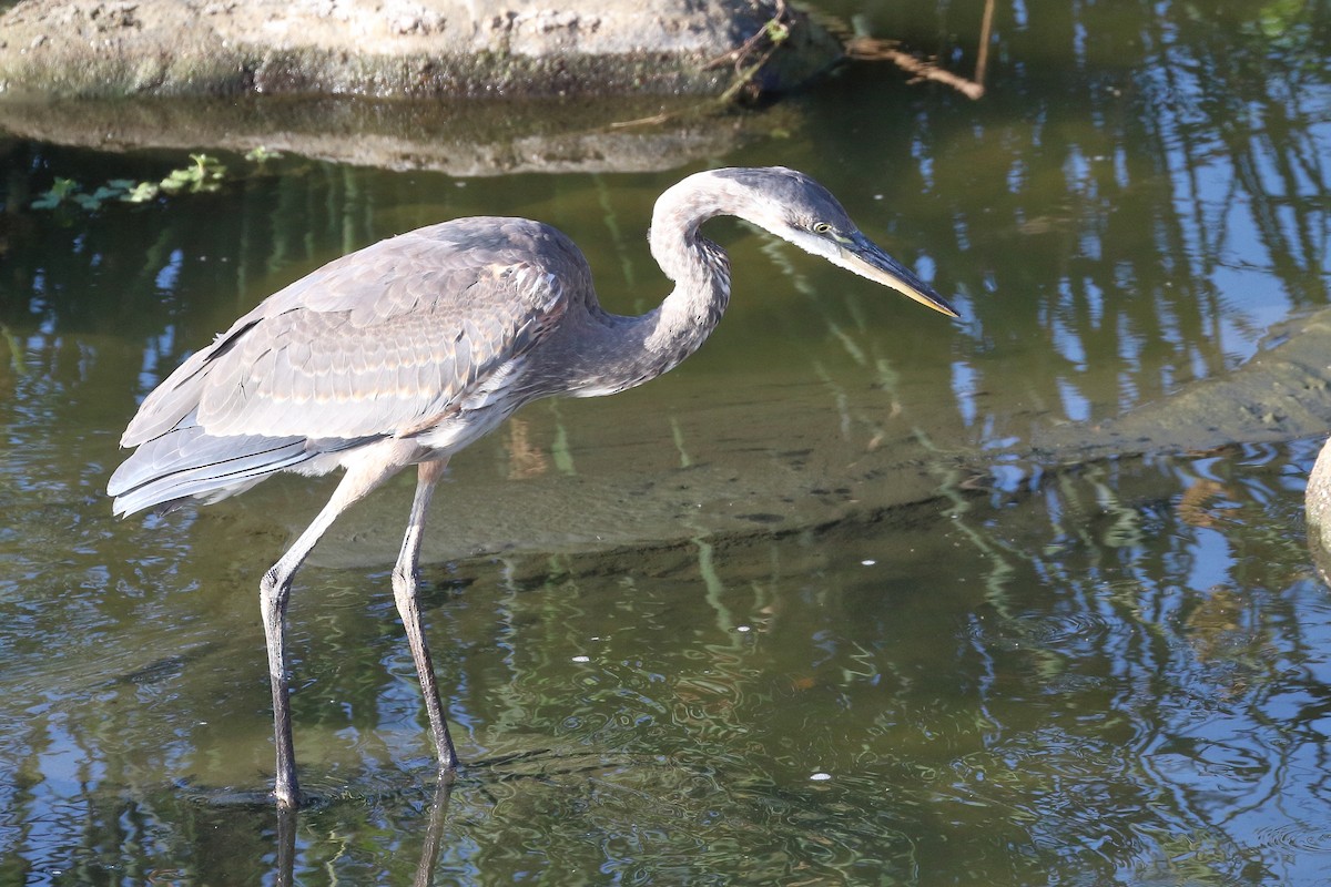 Great Blue Heron - ML622078935