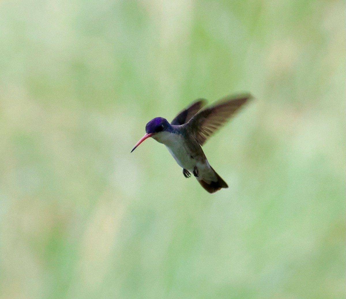 Violet-crowned Hummingbird - ML622078936