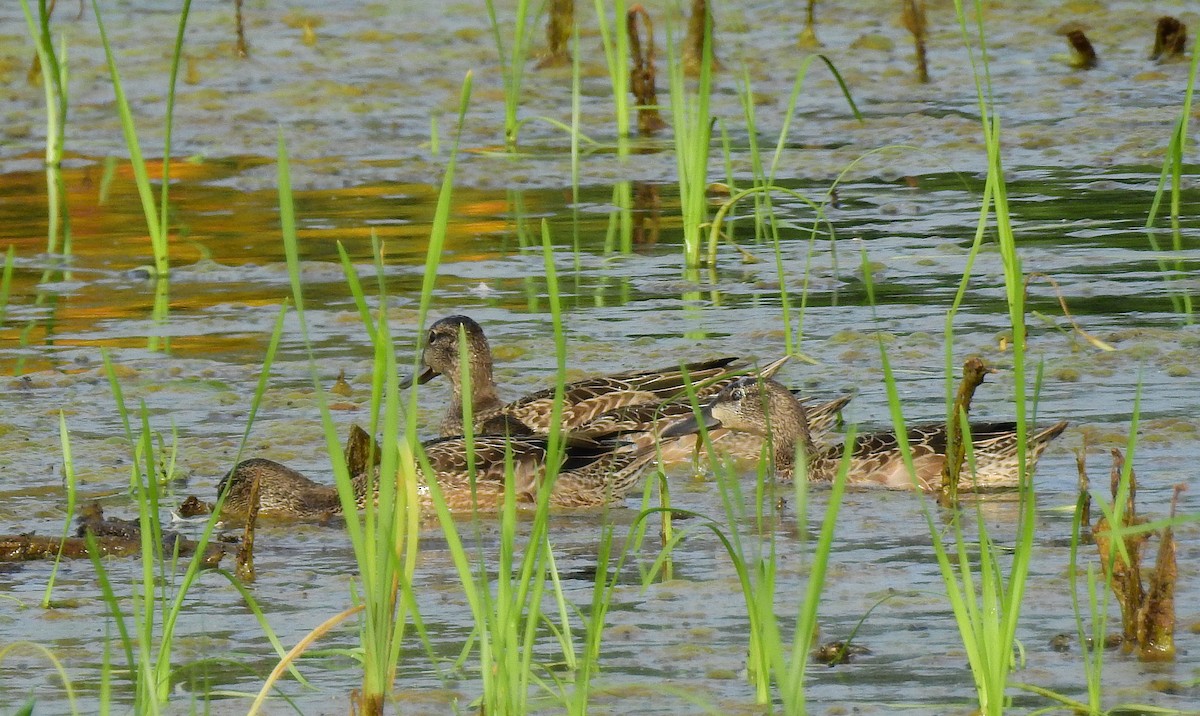 Blue-winged Teal - ML622078938