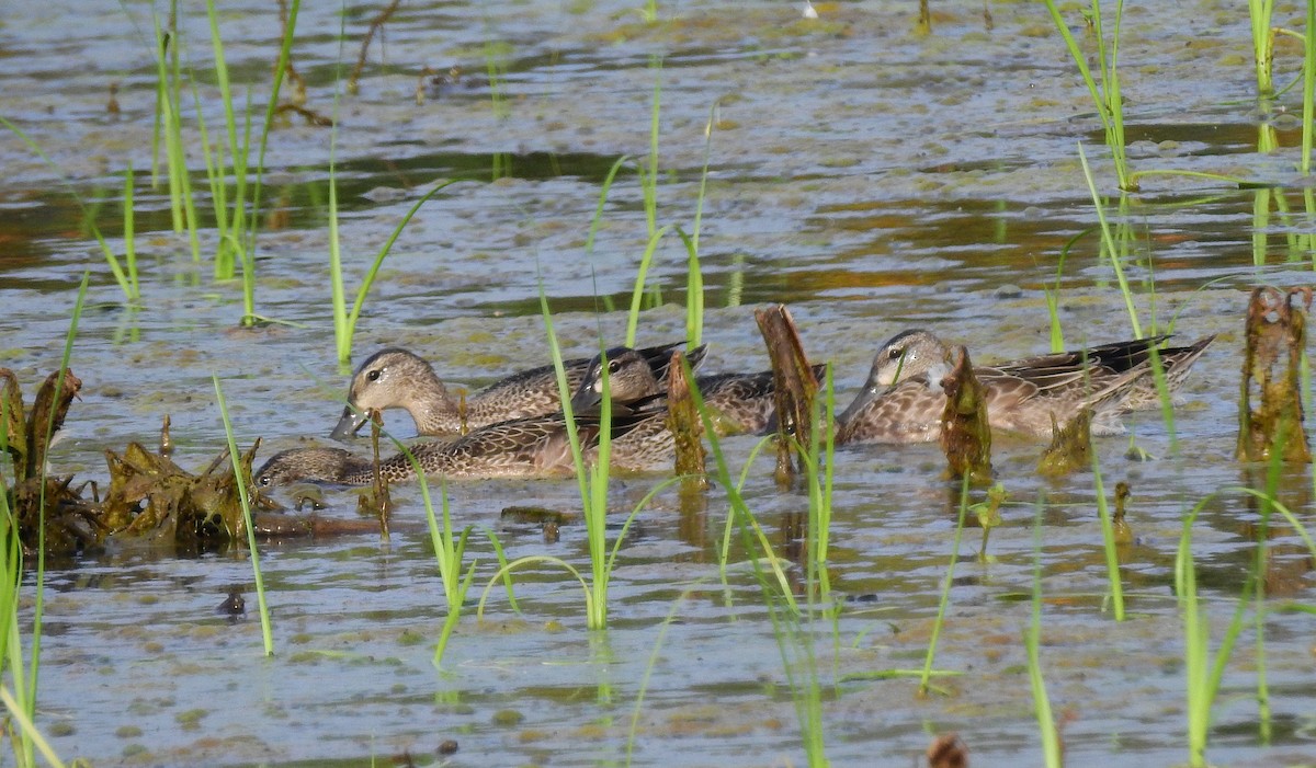 Blue-winged Teal - ML622078939