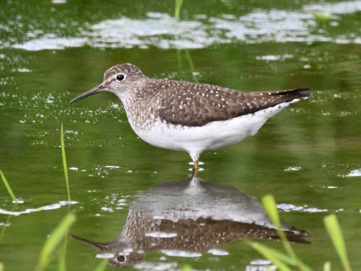 Solitary Sandpiper - ML622078941