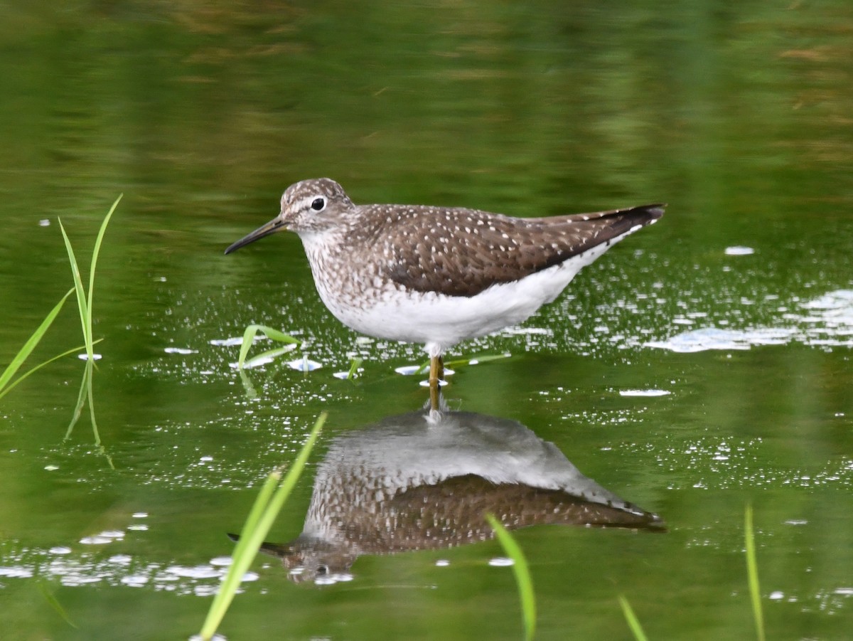 Solitary Sandpiper - ML622078942