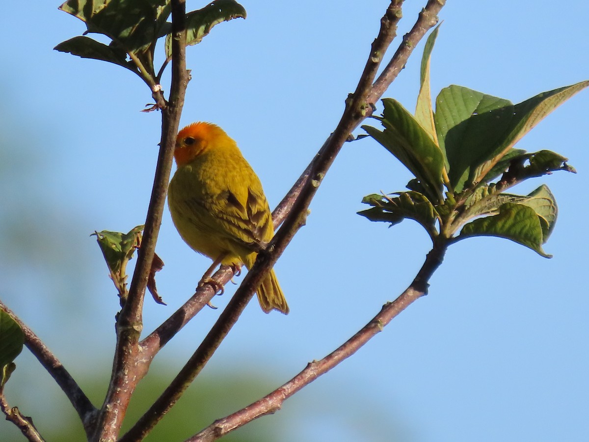 Saffron Finch - ML622078944