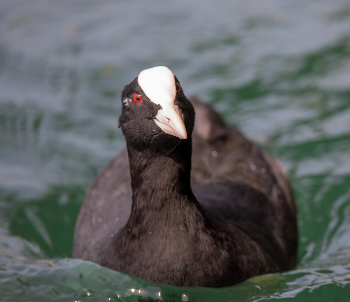 Eurasian Coot - ML622078945