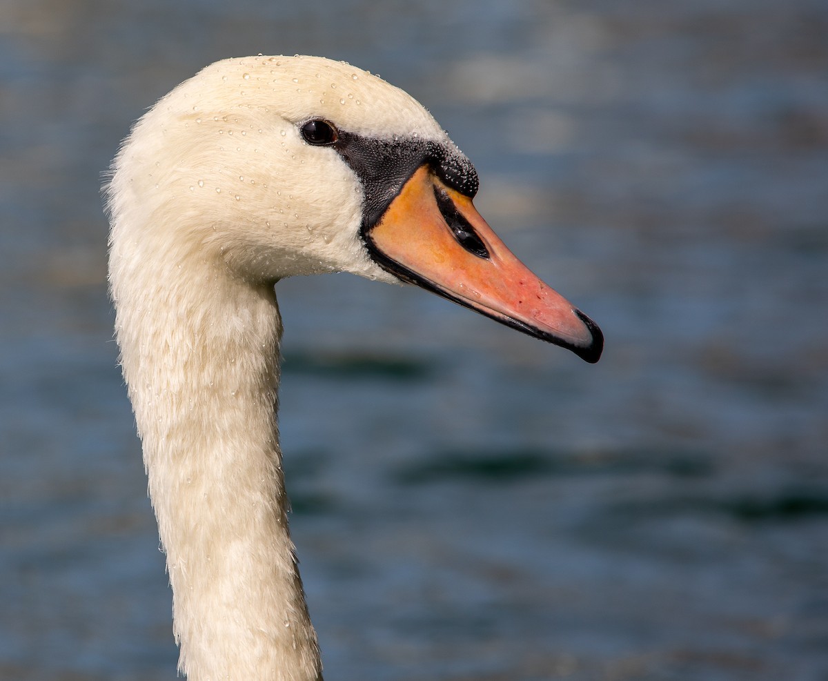 Mute Swan - ML622078947