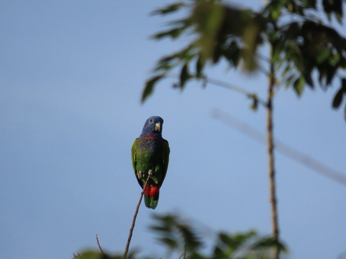 Blue-headed Parrot - ML622078950