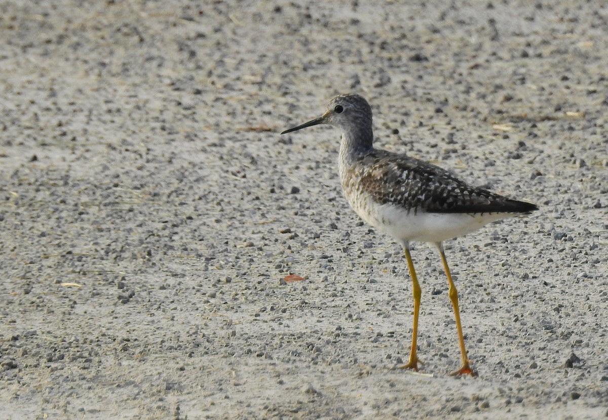 Lesser Yellowlegs - ML622078952