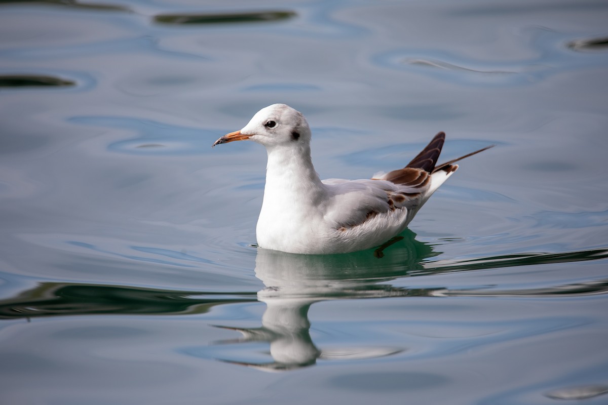 Black-headed Gull - ML622078953