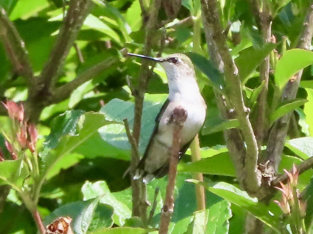 Ruby-throated Hummingbird - ML622078954