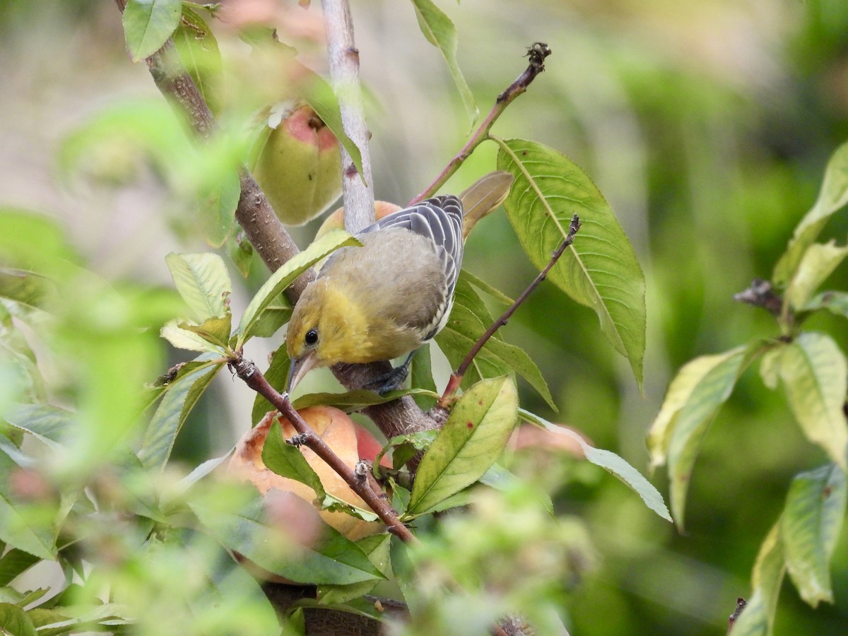 Bullock's Oriole - ML622078957