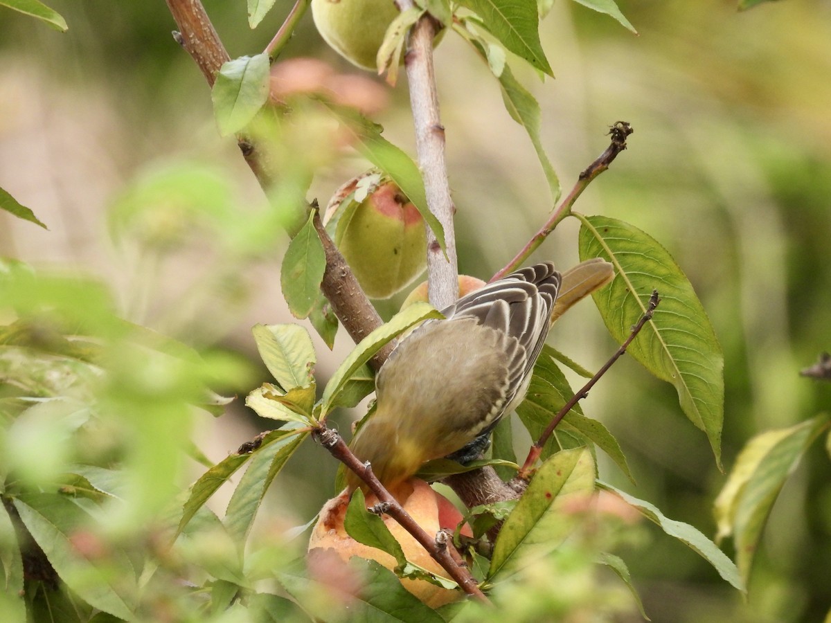 Bullock's Oriole - ML622078958