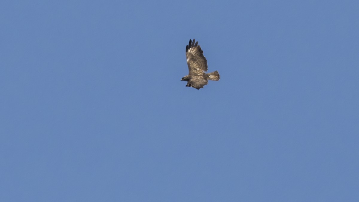 Common Buzzard - ML622078960