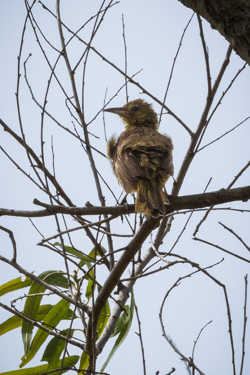 Hooded Oriole - ML622078982