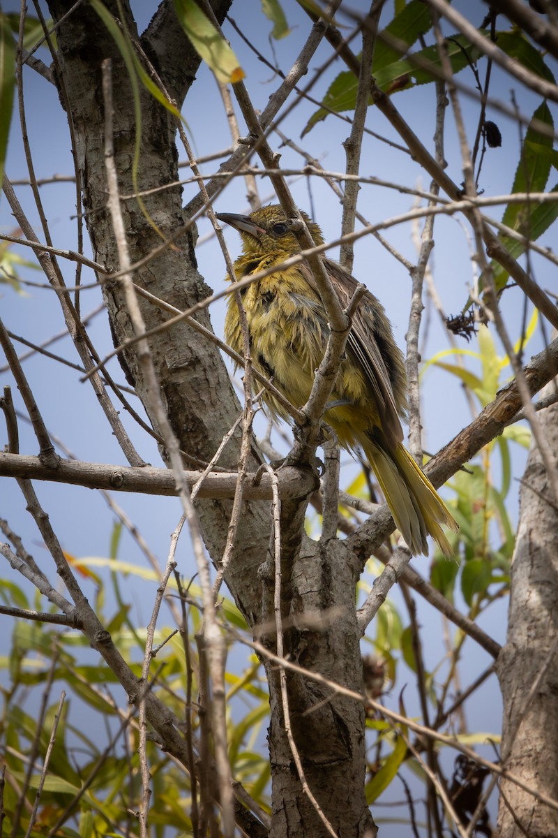 Hooded Oriole - ML622078989