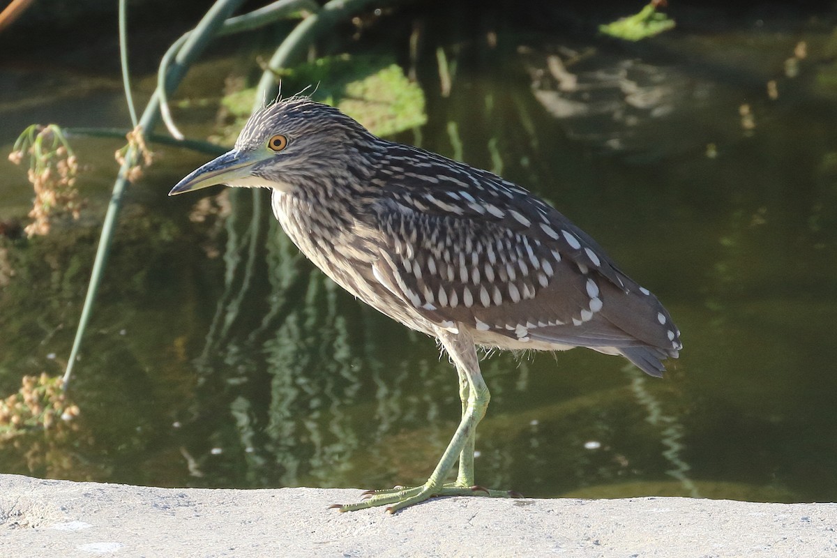 Black-crowned Night Heron - ML622078992