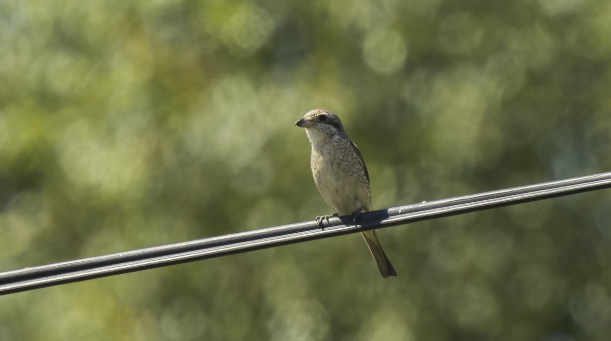 セアカモズ - ML622078996