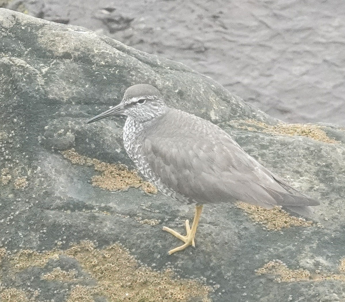 Wandering Tattler - ML622079111