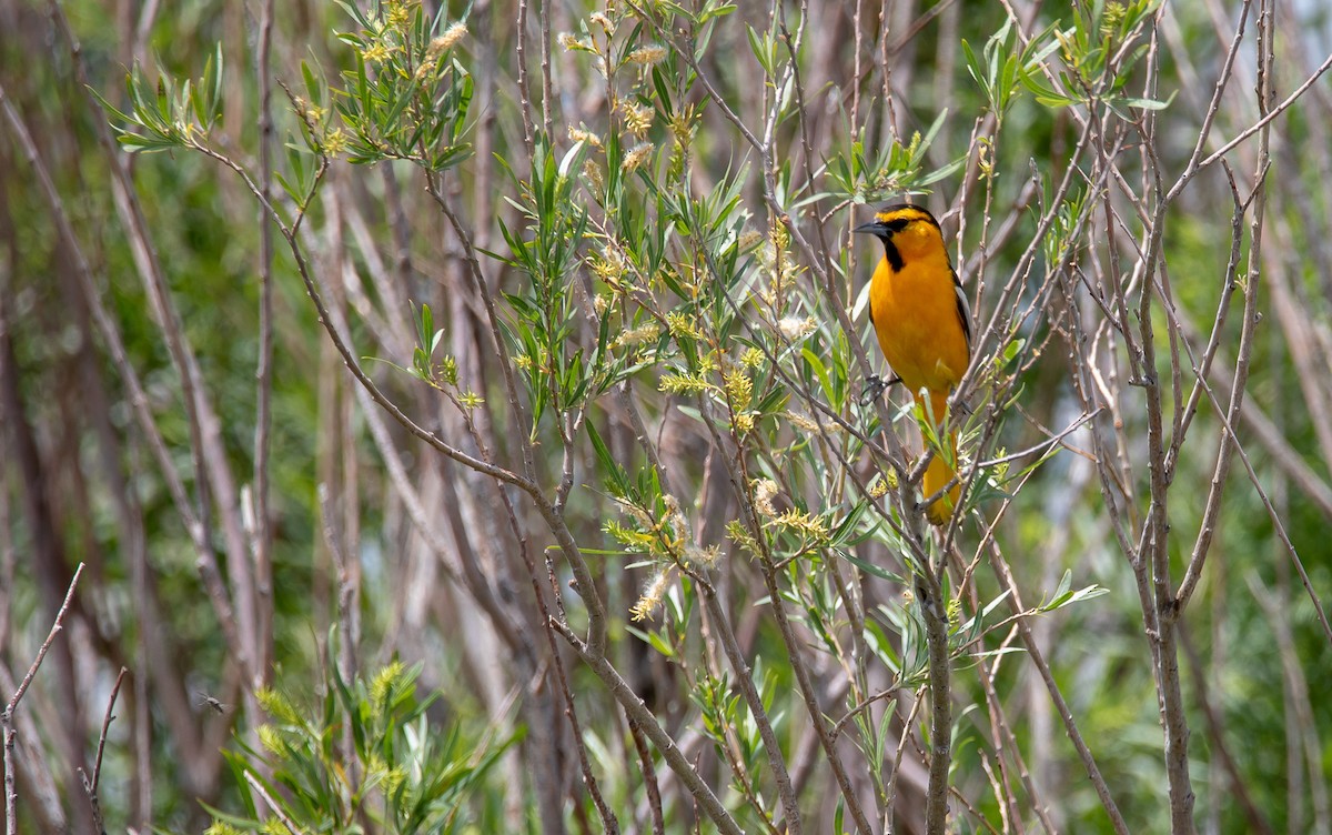 Bullock's Oriole - Owen Leggio