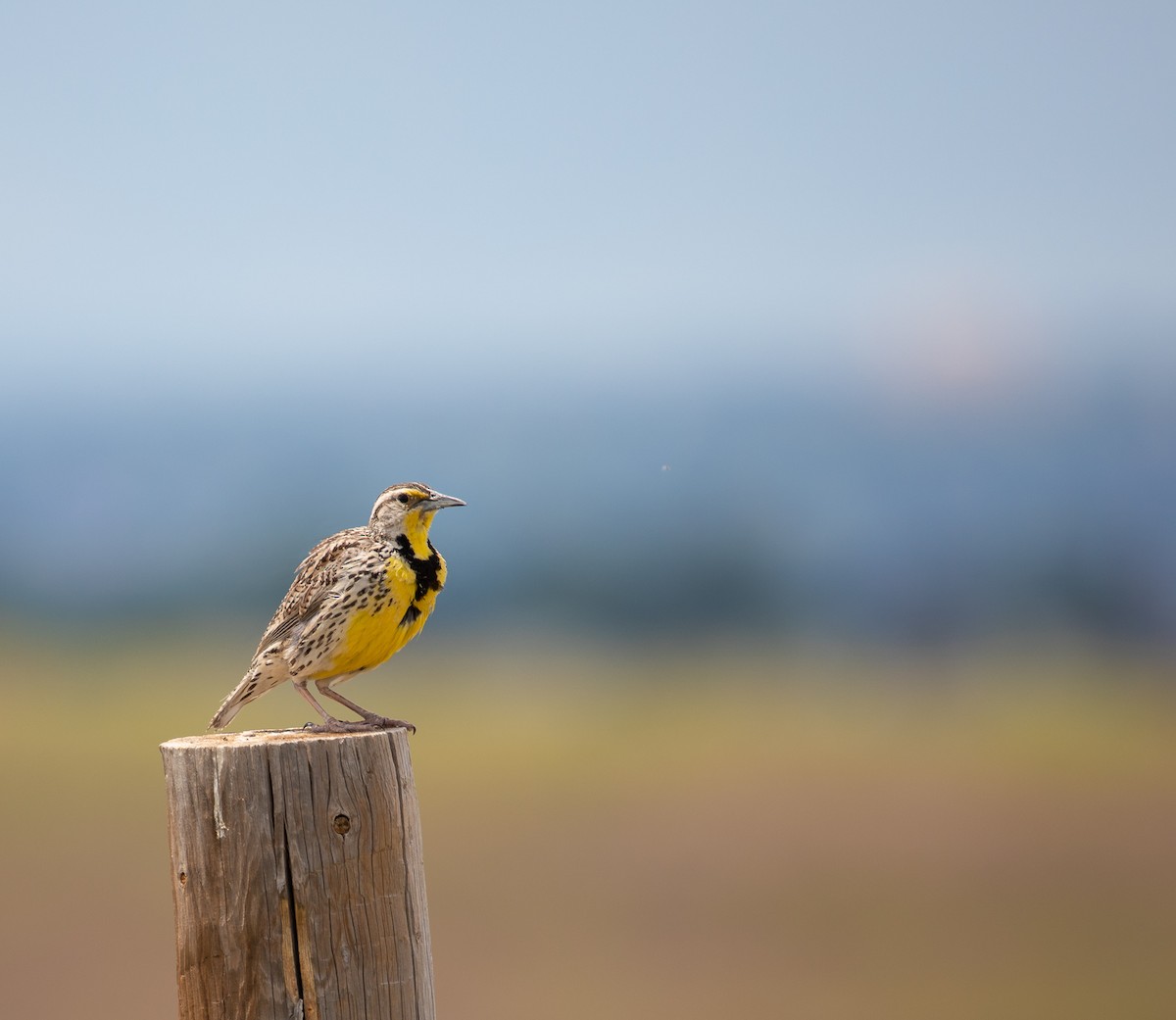 Western Meadowlark - ML622079119