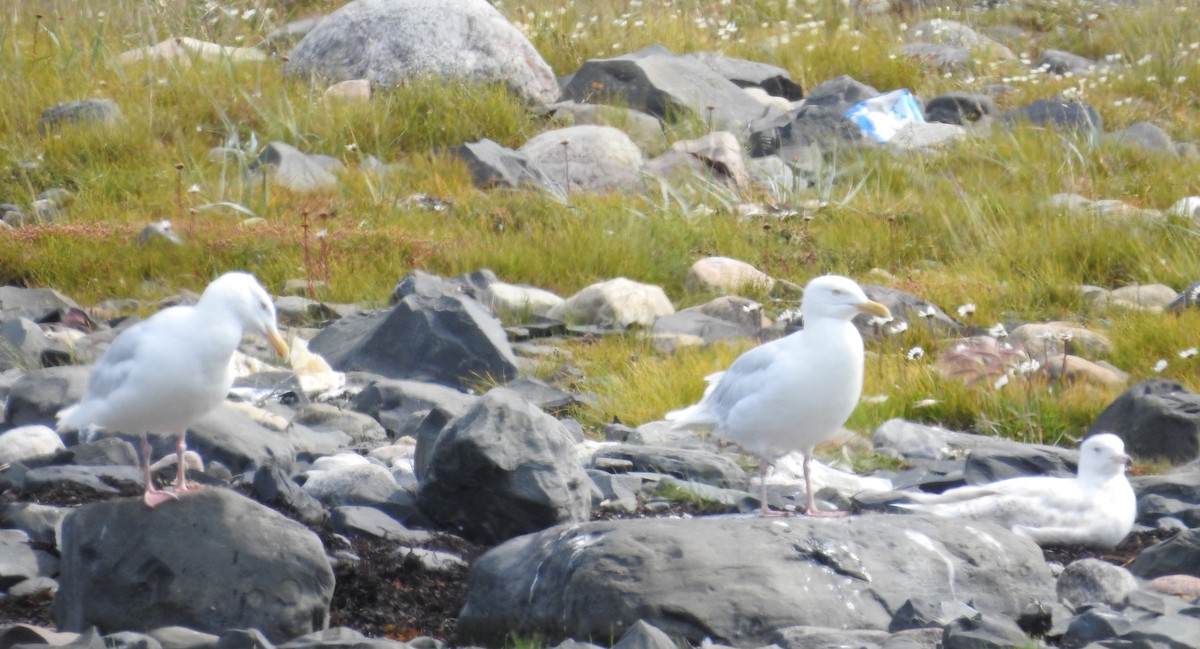 Glaucous Gull - Brent Murphy