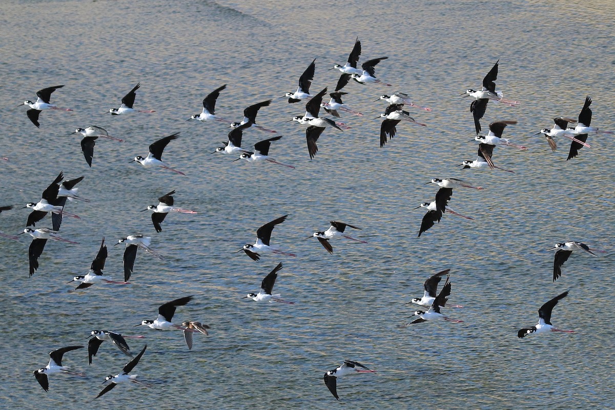 Black-necked Stilt - ML622079122