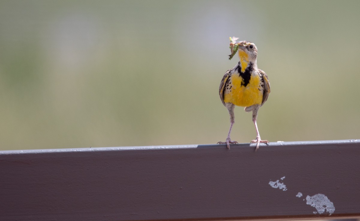 Western Meadowlark - ML622079123