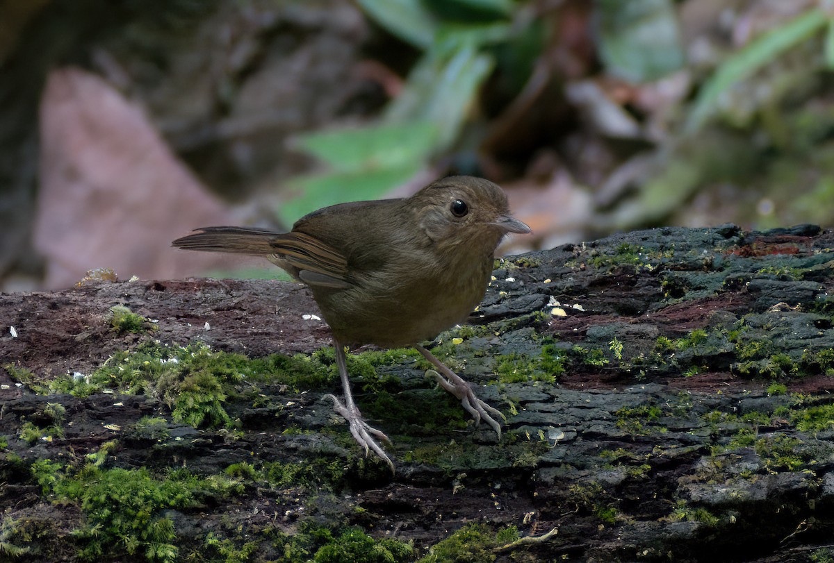 Buff-breasted Babbler - ML622079125