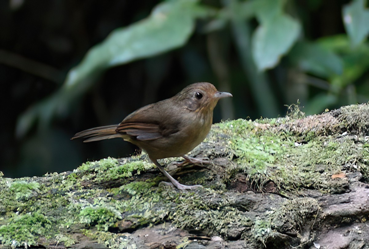 Buff-breasted Babbler - ML622079128