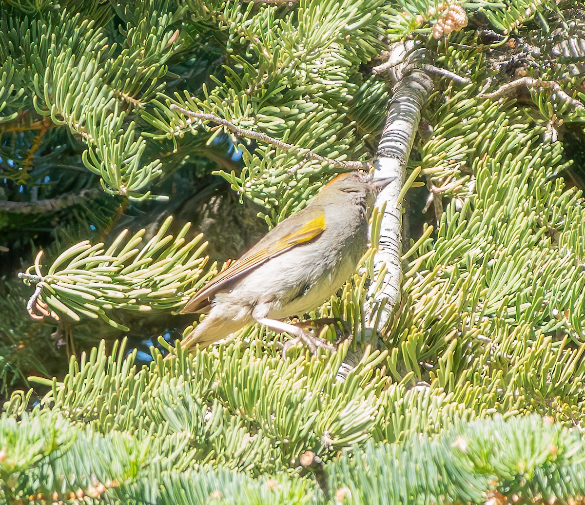 Green-tailed Towhee - ML622079129