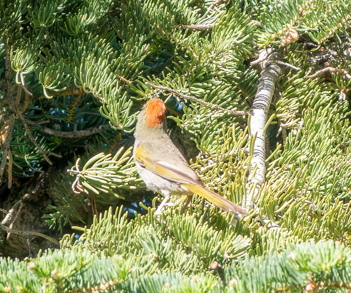 Green-tailed Towhee - ML622079130