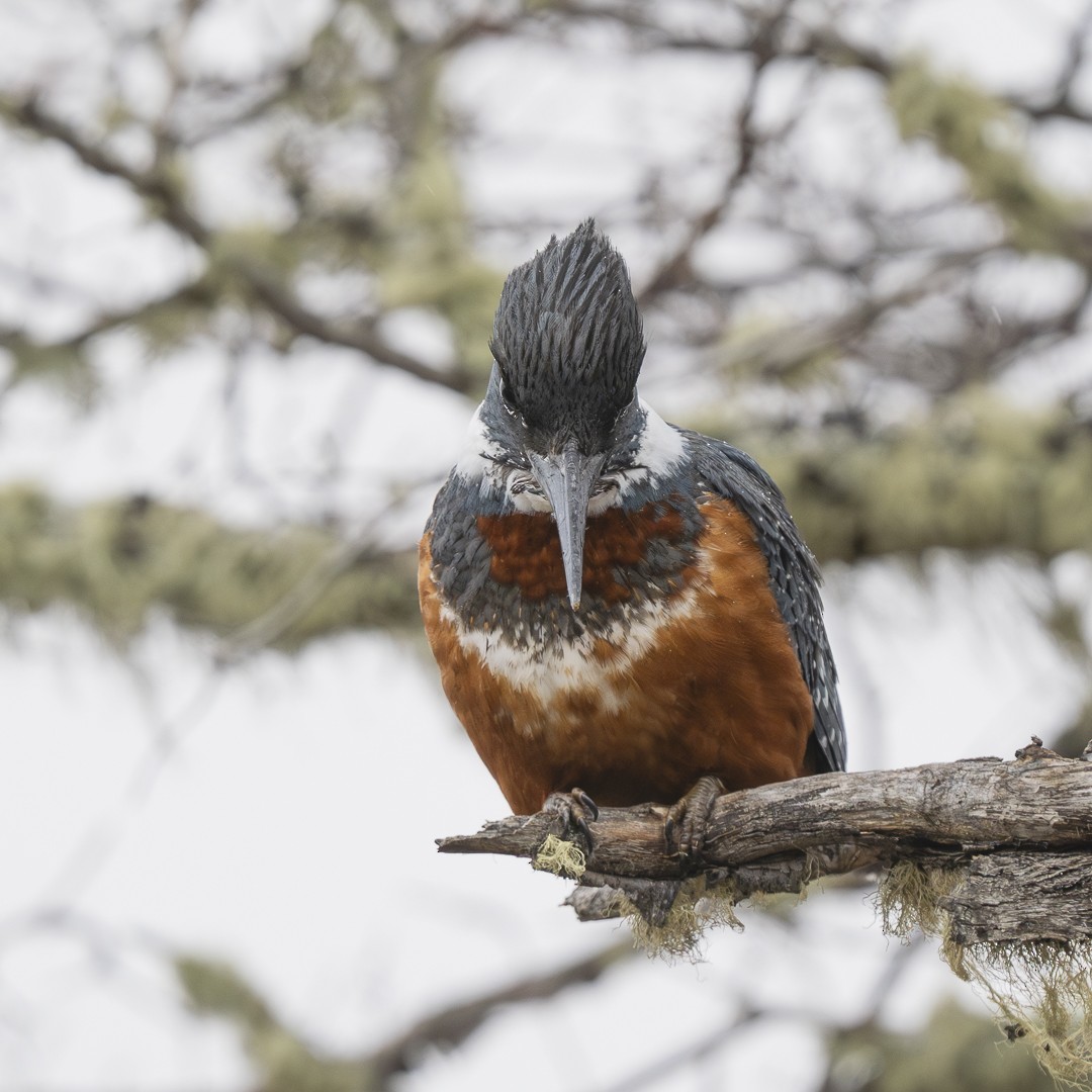 Ringed Kingfisher - ML622079131