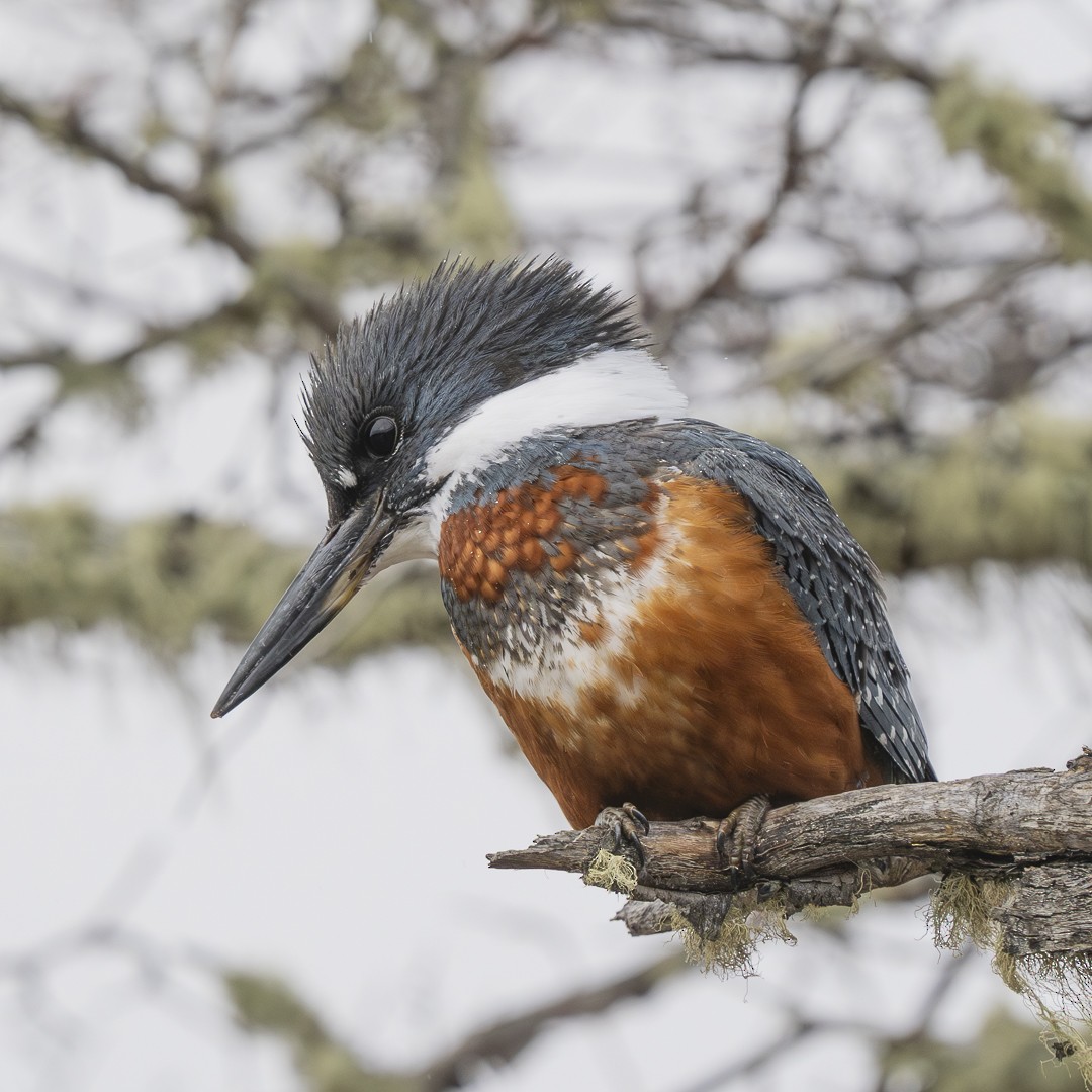 Ringed Kingfisher - ML622079132