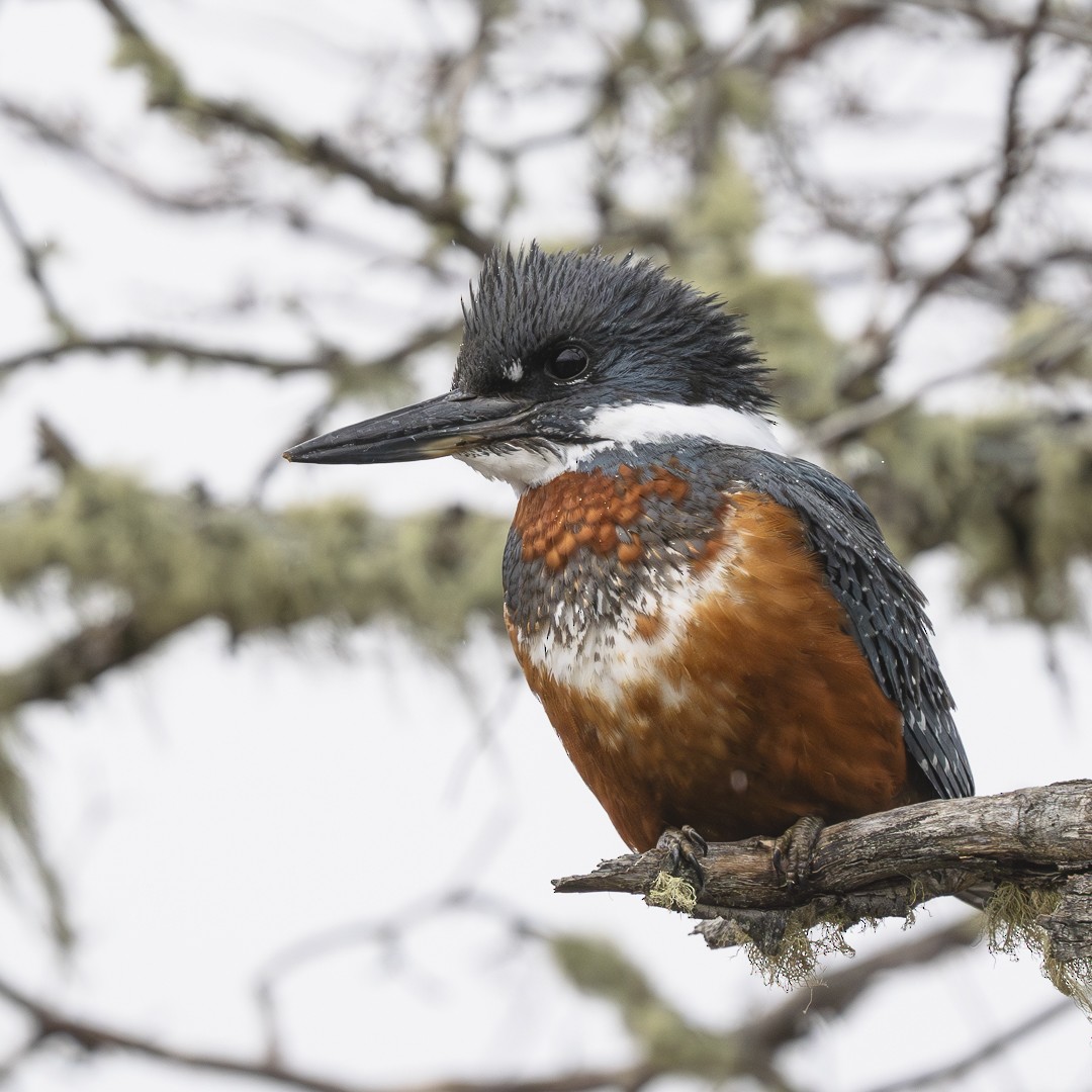 Ringed Kingfisher - ML622079133