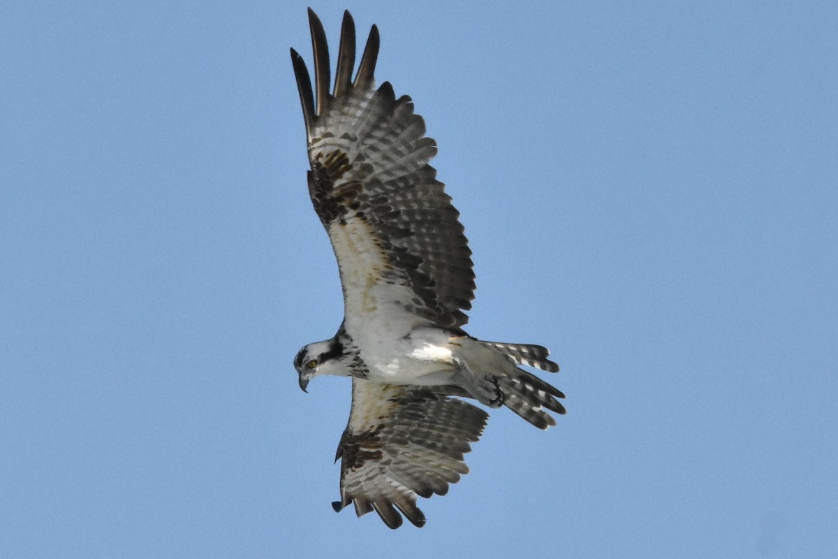 Osprey - Katy Banning