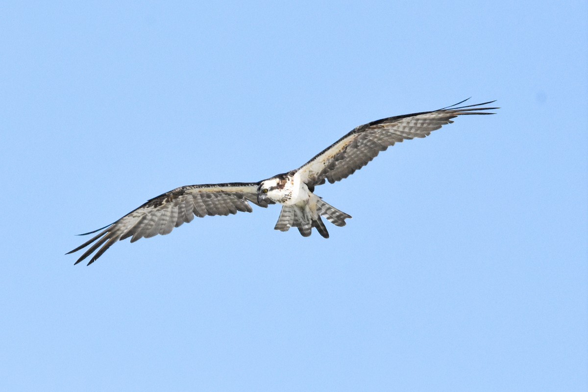 Osprey - Katy Banning